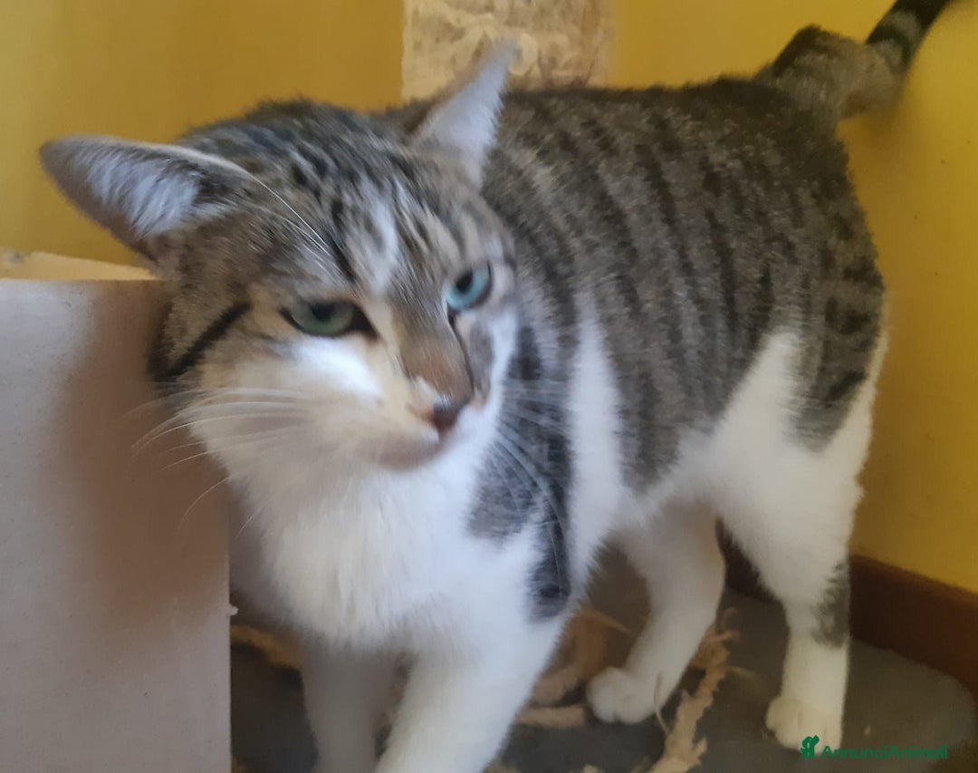 Europeo gatti in regalo: PACO, adorabile gattino da adottare! - Annuncio 8