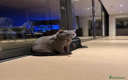 British gatti per accoppiamento: Yiko british shorthair cerca fidanzata  a Città Metropolitana di Milano - Immagine 4