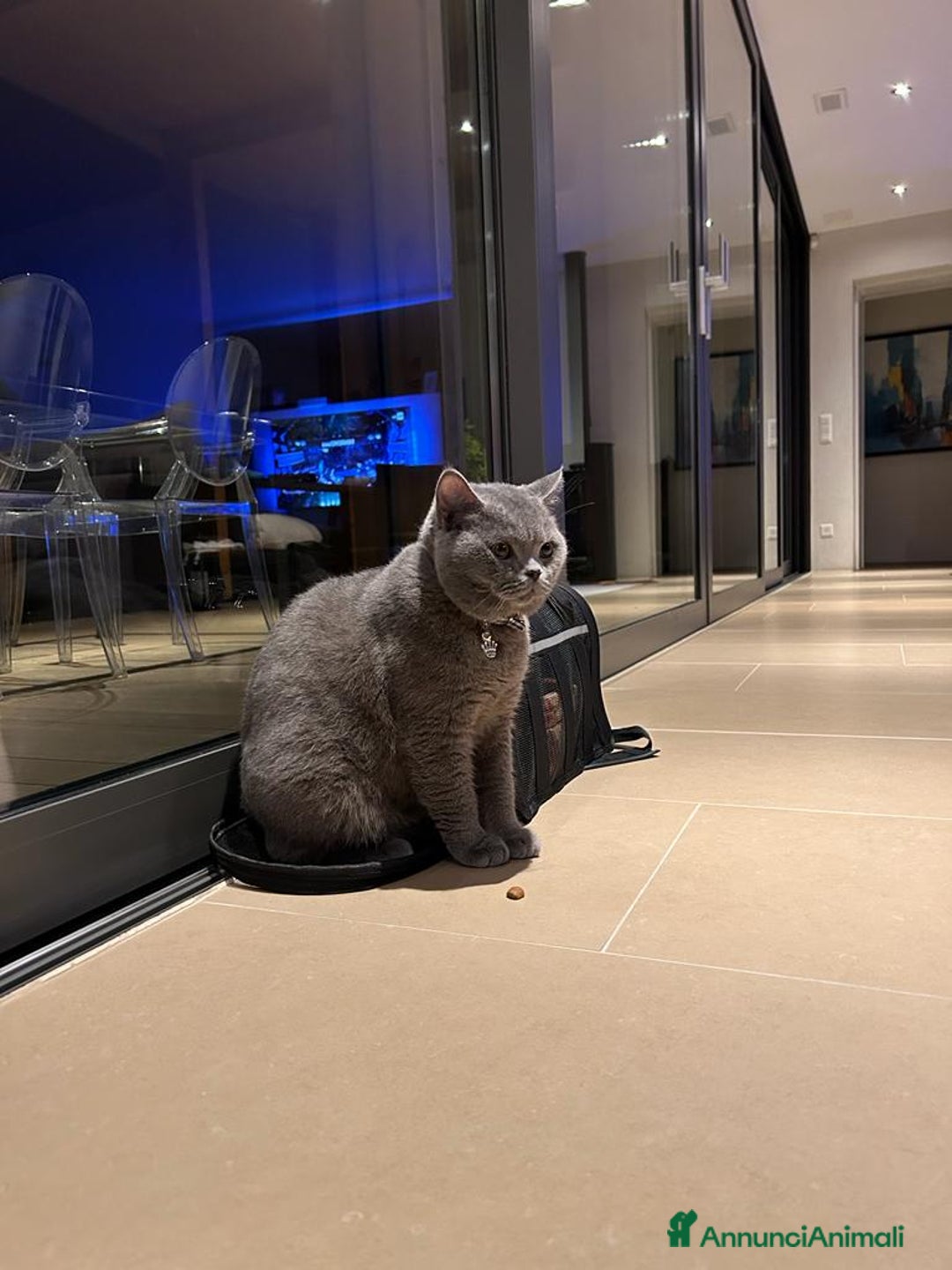 British gatti per accoppiamento: Yiko british shorthair cerca fidanzata  a Città Metropolitana di Milano - Immagine 4