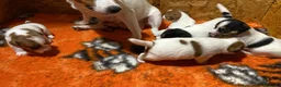 Jack Russell cani in vendita: Jack Russell terrier femmina pelo corto pedigree - Annuncio 5