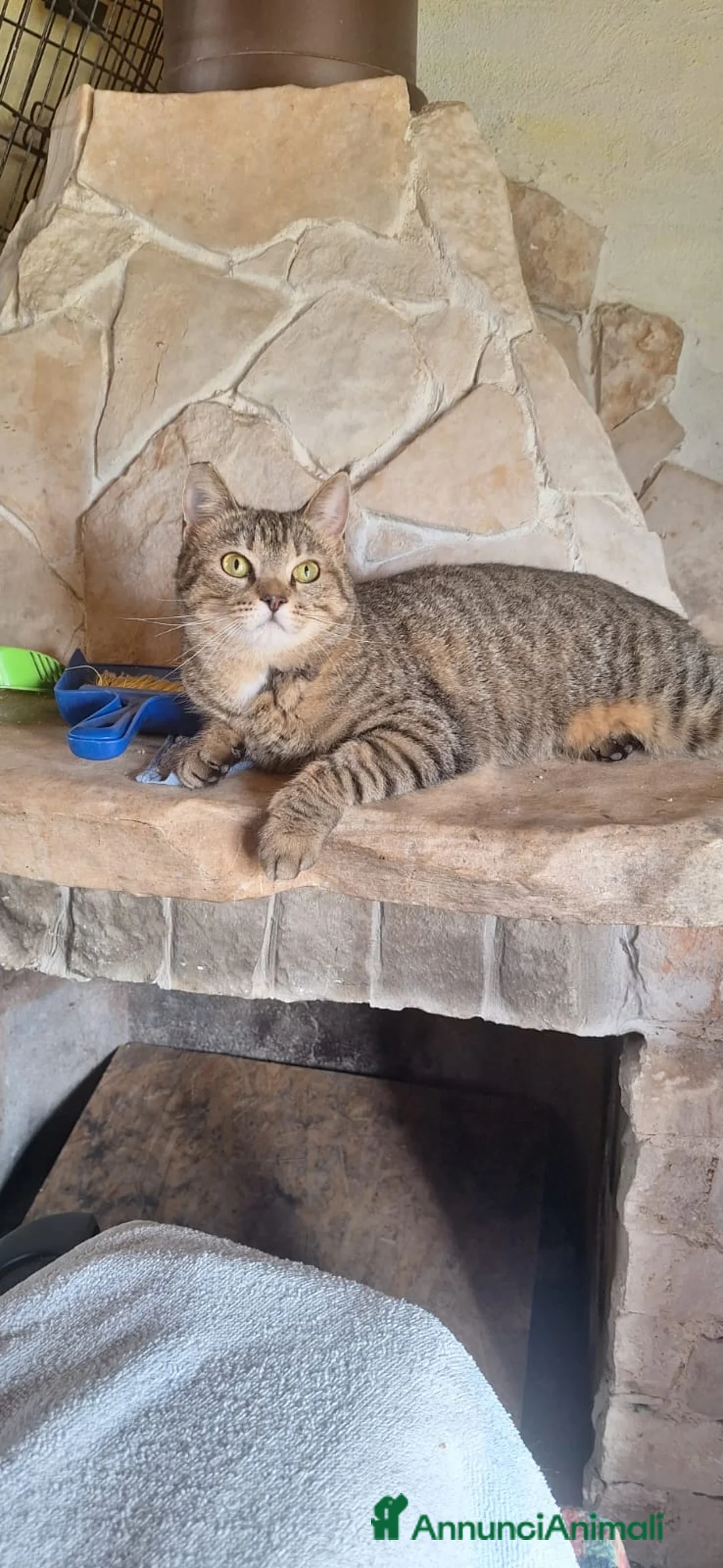 Europeo gatti in regalo: Adottate Virginia, elemosina coccole a Città metropolitana di Milano - Annuncio 5