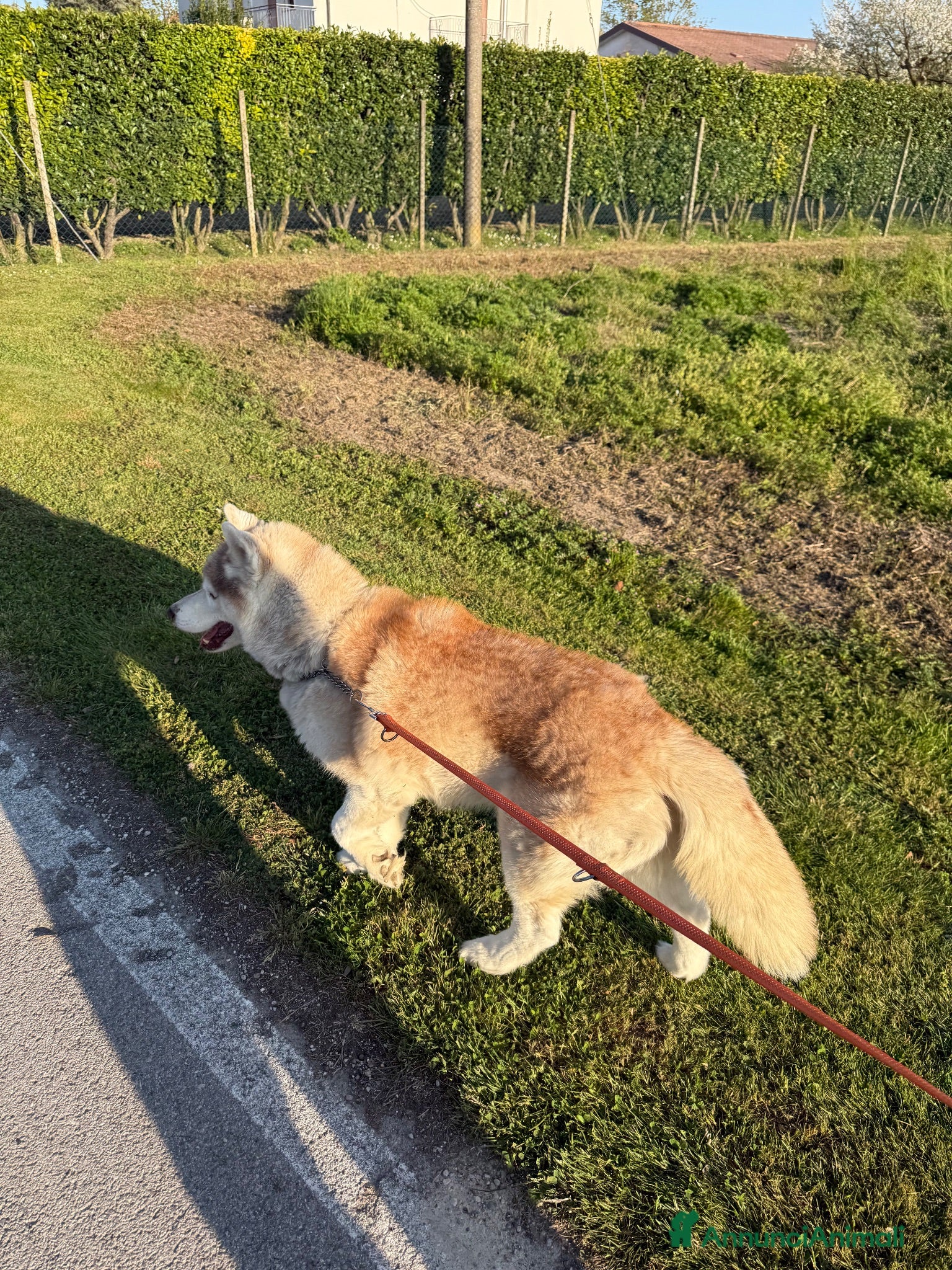 Husky cani Fidanzata  - Annuncio 22