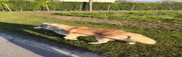 Husky cani per accoppiamento: Fidanzata  a Città Metropolitana di Venezia - Annuncio 1
