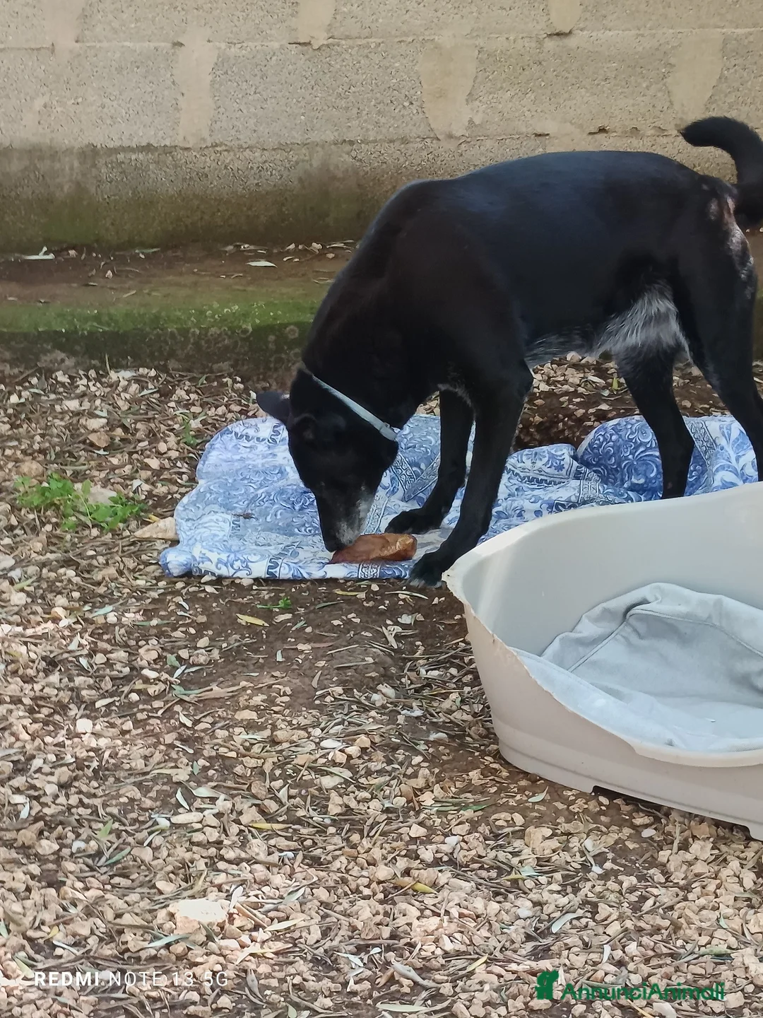 Meticcio cani in regalo: Arya e Sansa carattere meraviglioso - Annuncio 4