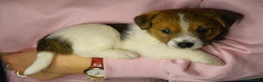 Jack Russell Cucciolo 3