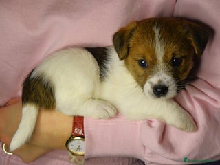 Jack Russell cani ultimi cuccioli Jack russell terrier a pelo duro - Annuncio 3