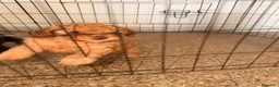 Barboncino cani in vendita: Barboncini  a Città Metropolitana di Bari - Annuncio 4