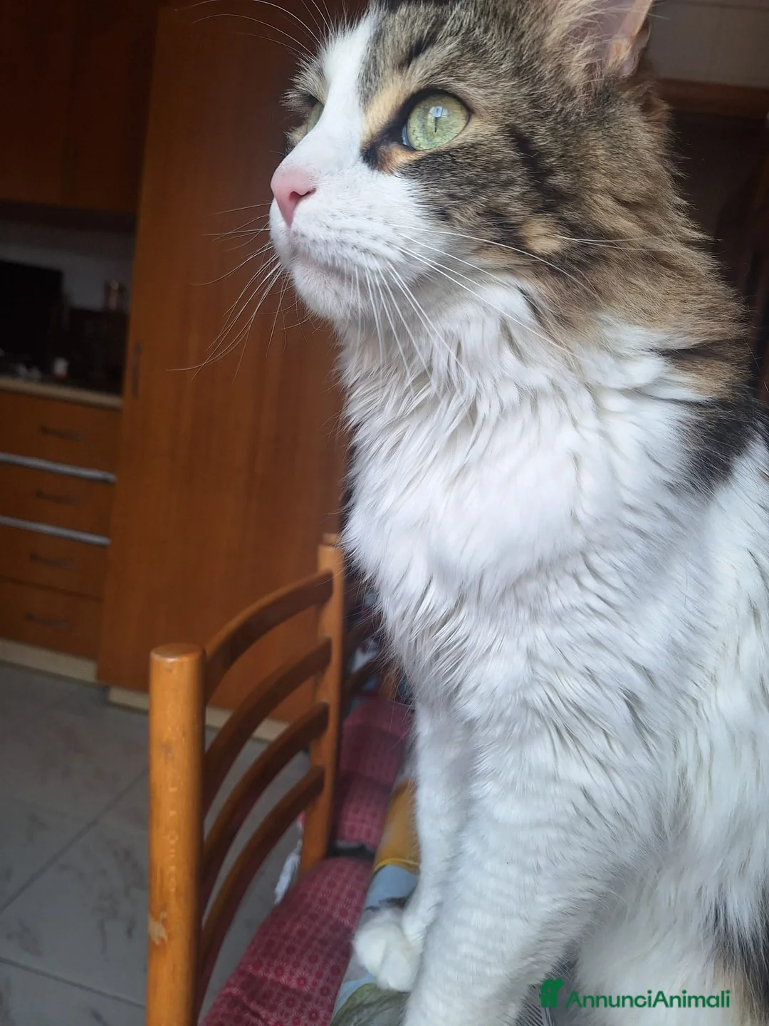 Meticcio gatti in regalo: Cerco casa  a Provincia di Salerno - Annuncio 2