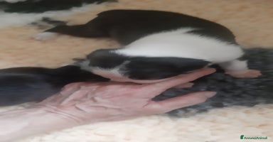 Boston Terrier cani a Metropolitan City of Milan - Annuncio 5