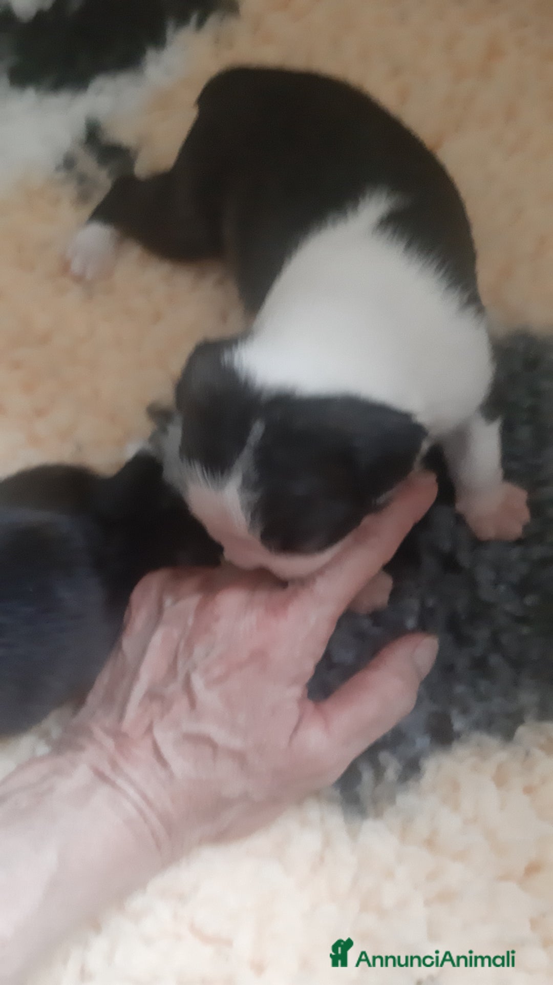 Boston Terrier cani in vendita: Boston terrier con pedigree  a Metropolitan City of Milan - Immagine 8