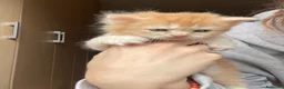 Maine Coon gatti in vendita: Maine coon - Annuncio 7