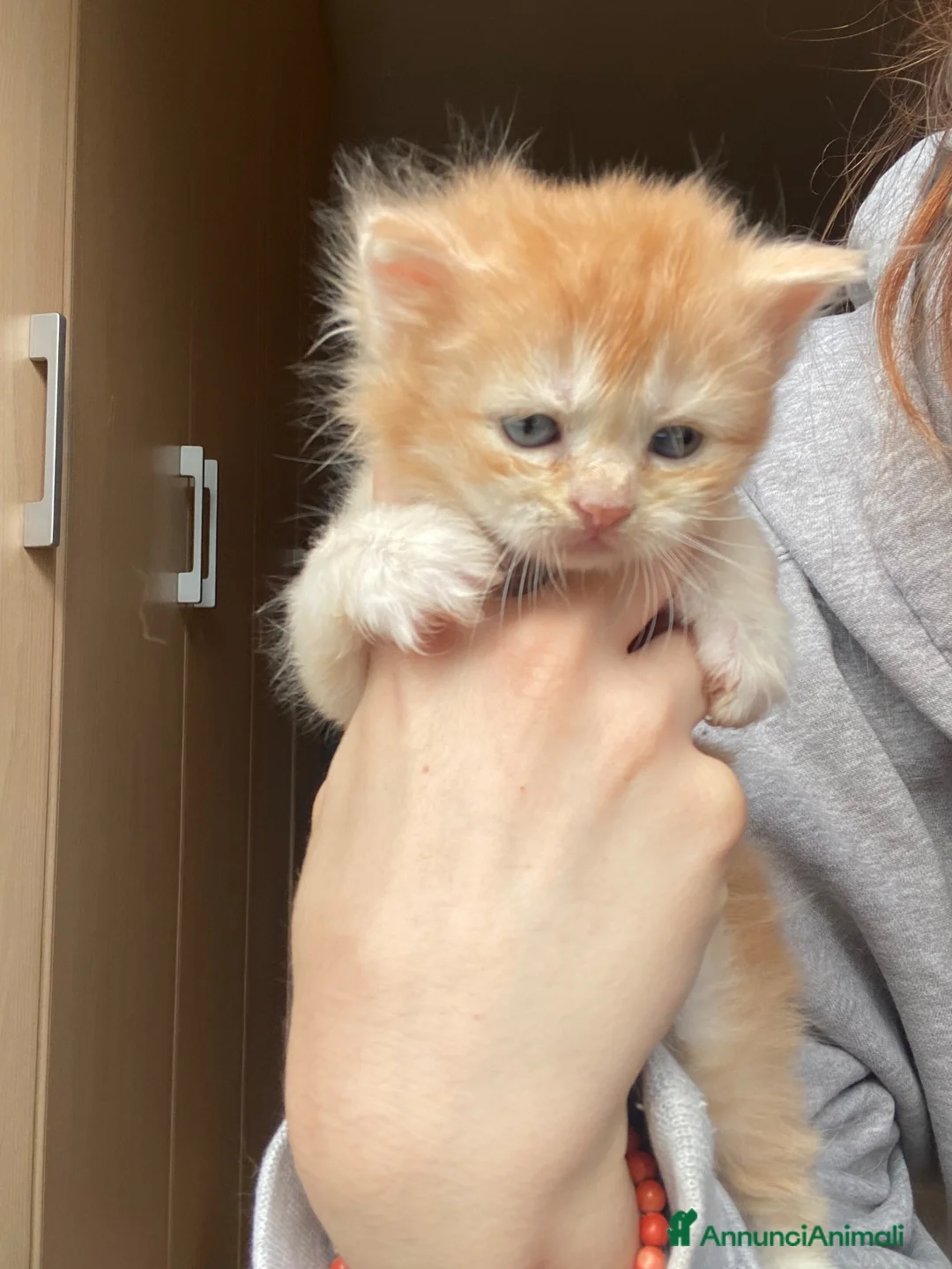 Maine Coon gatti in vendita: Maine coon - Annuncio 7