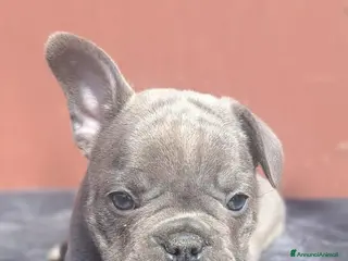 Bulldog Francese cani Bulldog francesi merle tan - Annuncio 3