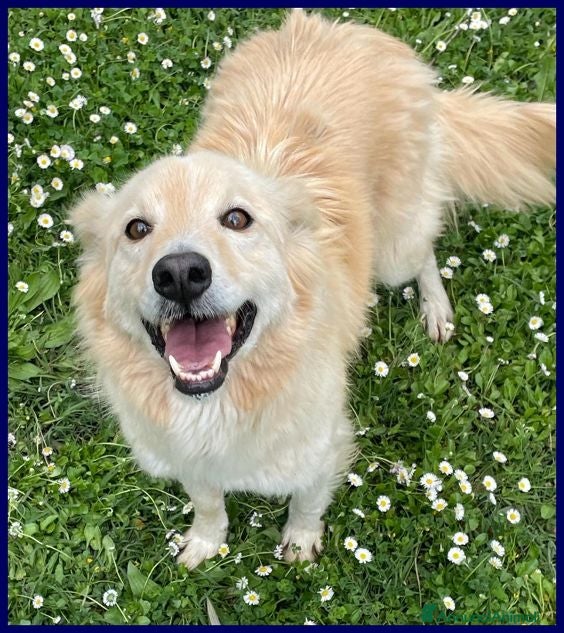 Meticcio cani COTONE 6anni adora le persone dinamiche - Annuncio 24