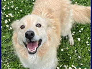 Meticcio cani COTONE 6anni adora le persone dinamiche - Annuncio 24