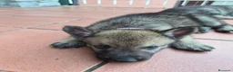 Lupo Cecoslovacco cani in vendita: Cuccioli cane lupo cecoslovacco  - Annuncio 5
