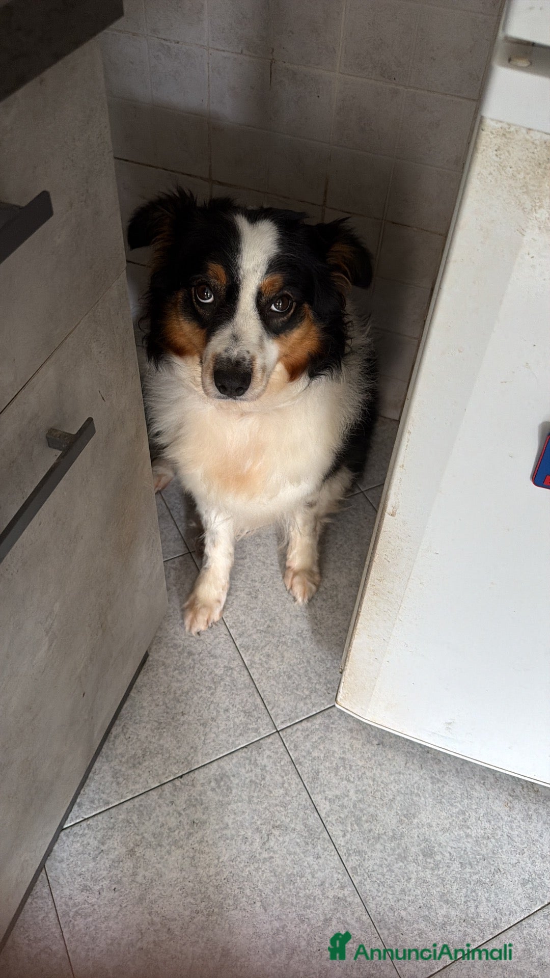 Australian Shepherd cani Vendita ciccioli di australian Sheperd  - Annuncio 9