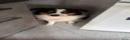Australian Shepherd cani in vendita: Vendita ciccioli di australian Sheperd  - Annuncio 1