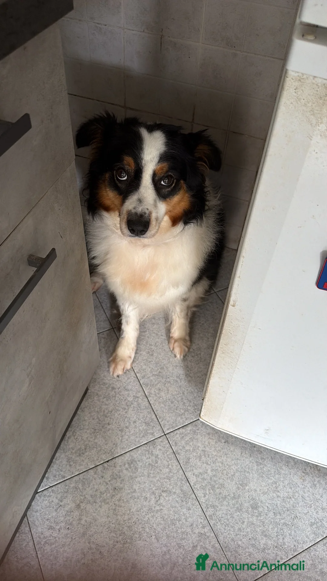 Australian Shepherd cani in vendita: Vendita ciccioli di australian Sheperd  - Annuncio 1