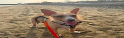 Meticcio cani in regalo: Agata dolce cagnolina taglia piccola cerca casa  - Annuncio 5