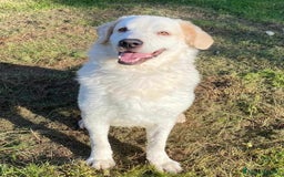 Pastore Maremmano cani in regalo: NICKY il gigante più buono!! a Città Metropolitana di Firenze - Immagine 10