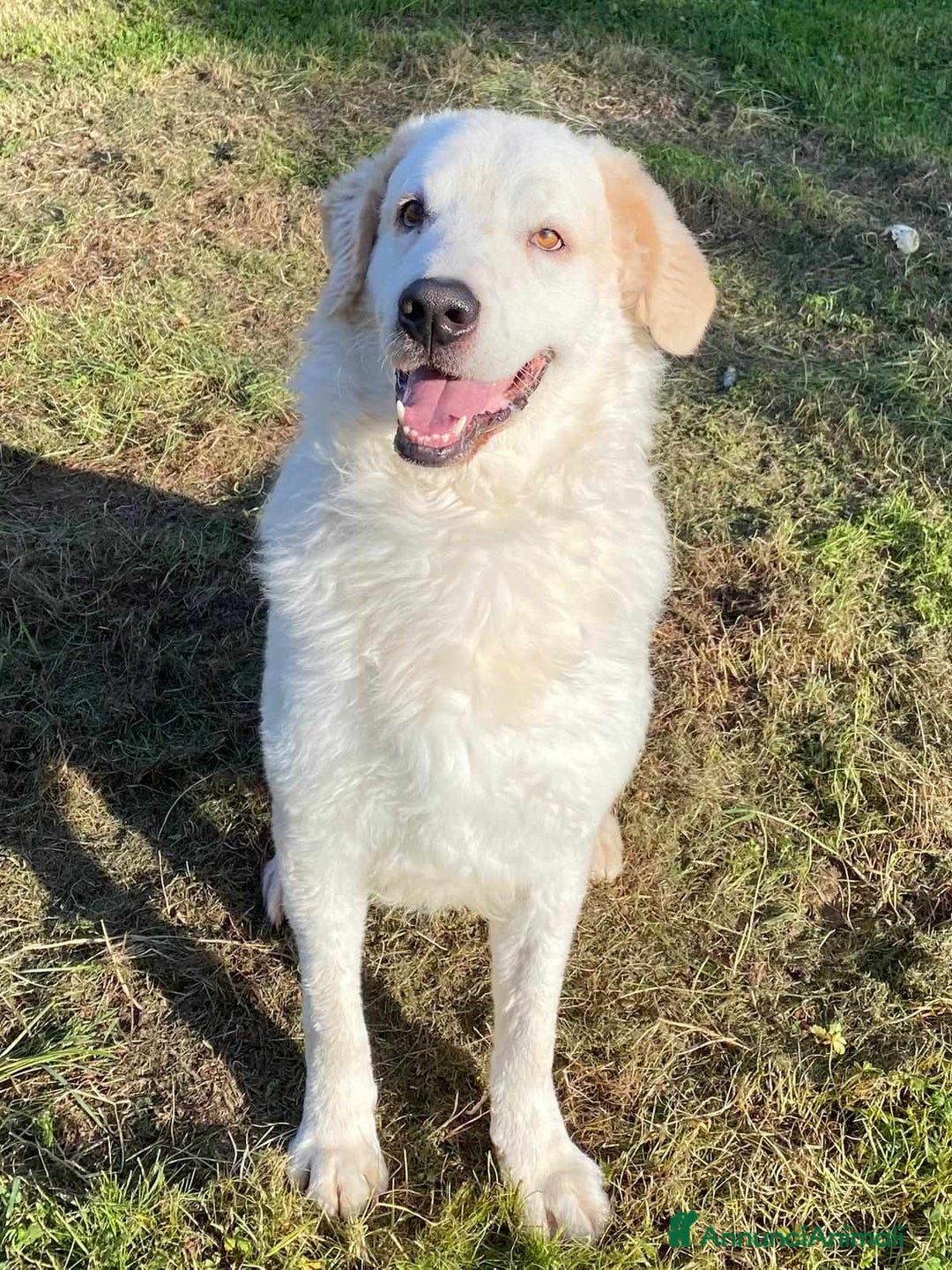 Pastore Maremmano cani in regalo: NICKY il gigante più buono!! a Città Metropolitana di Firenze - Immagine 10