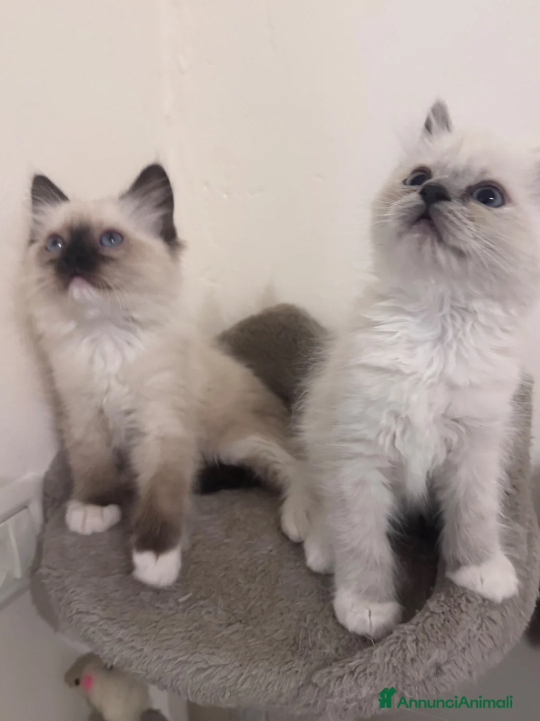 Ragdoll gatti in vendita: Cuccioli di Ragdoll a Città metropolitana di Roma Capitale - Annuncio 6