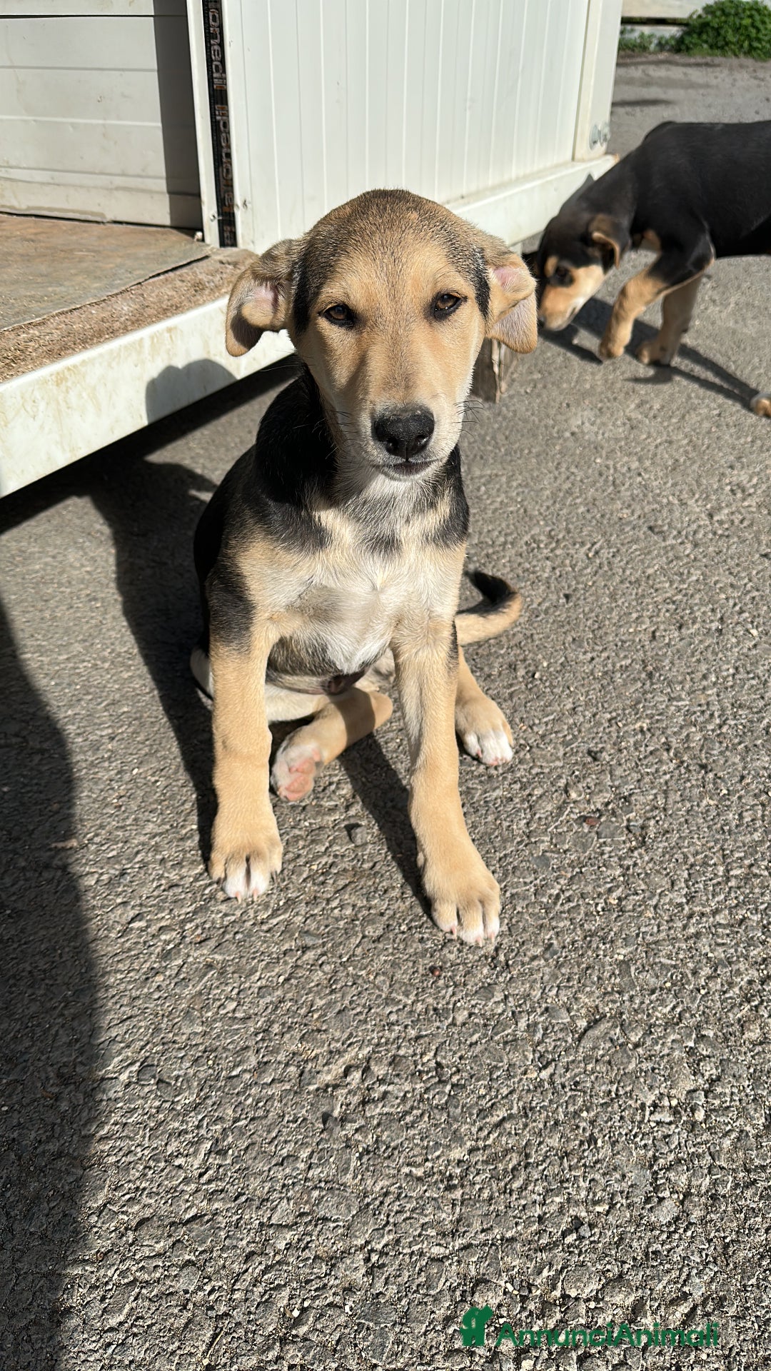 Meticcio cani in regalo: Pepe cerca casa - Annuncio 2