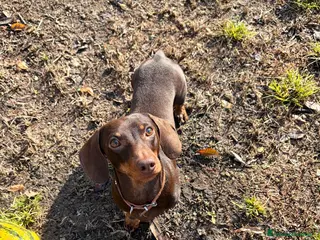Bassotto cani Bassotto nano per MONTA - Annuncio 5
