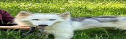 Husky cani in regalo: Donut, una dolcezza di Husky - Annuncio 7