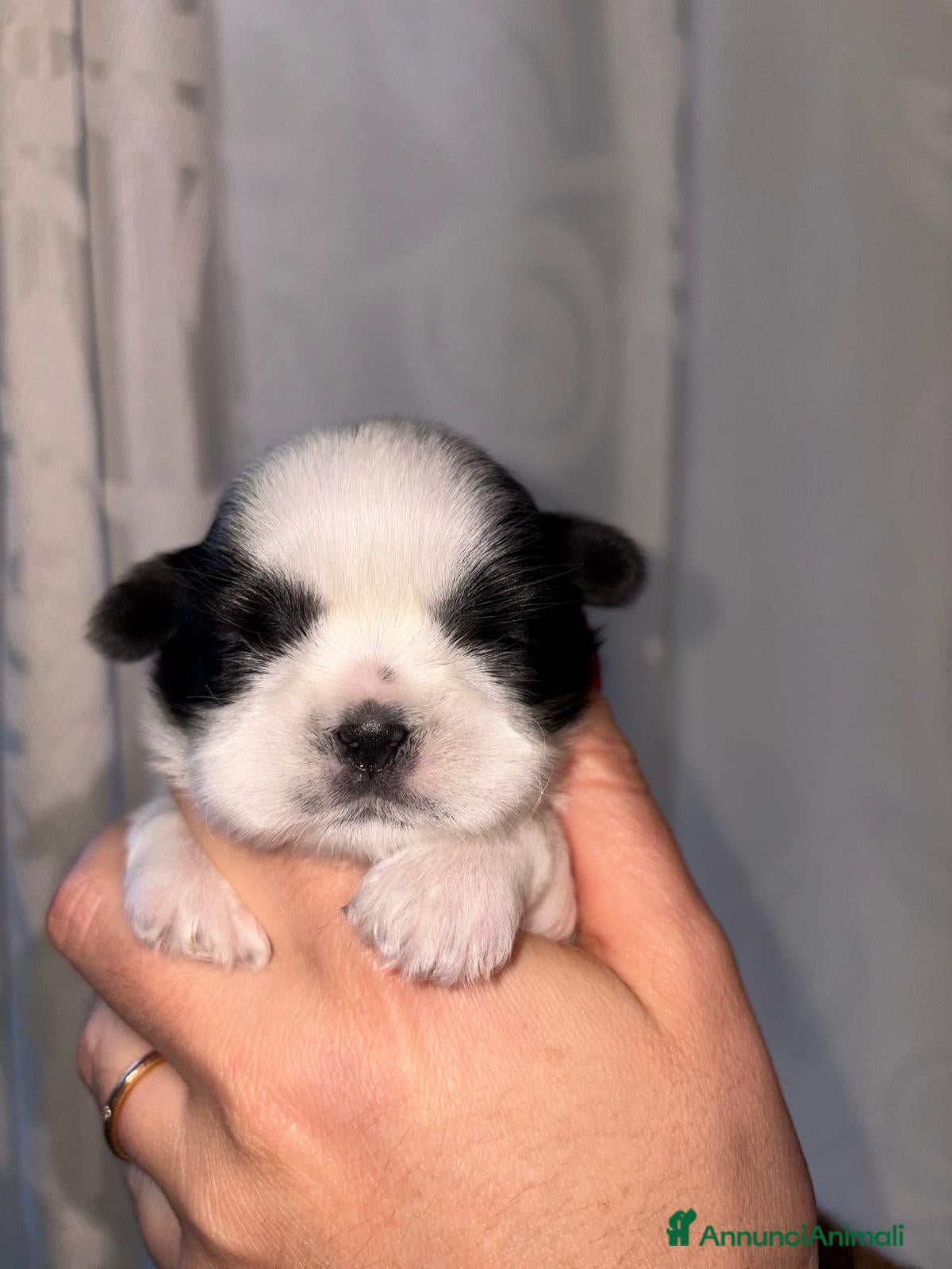 Shih Tzu cani Cuccioli di Shih tzu Pedigree Enci  - Annuncio 1