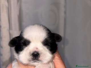 Shih Tzu cani Cuccioli di Shih tzu Pedigree Enci - Annuncio 1