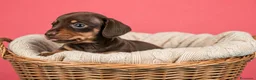 Bassotto cani in vendita: Bassotto tedesco kaninchen pelo raso - Annuncio 2