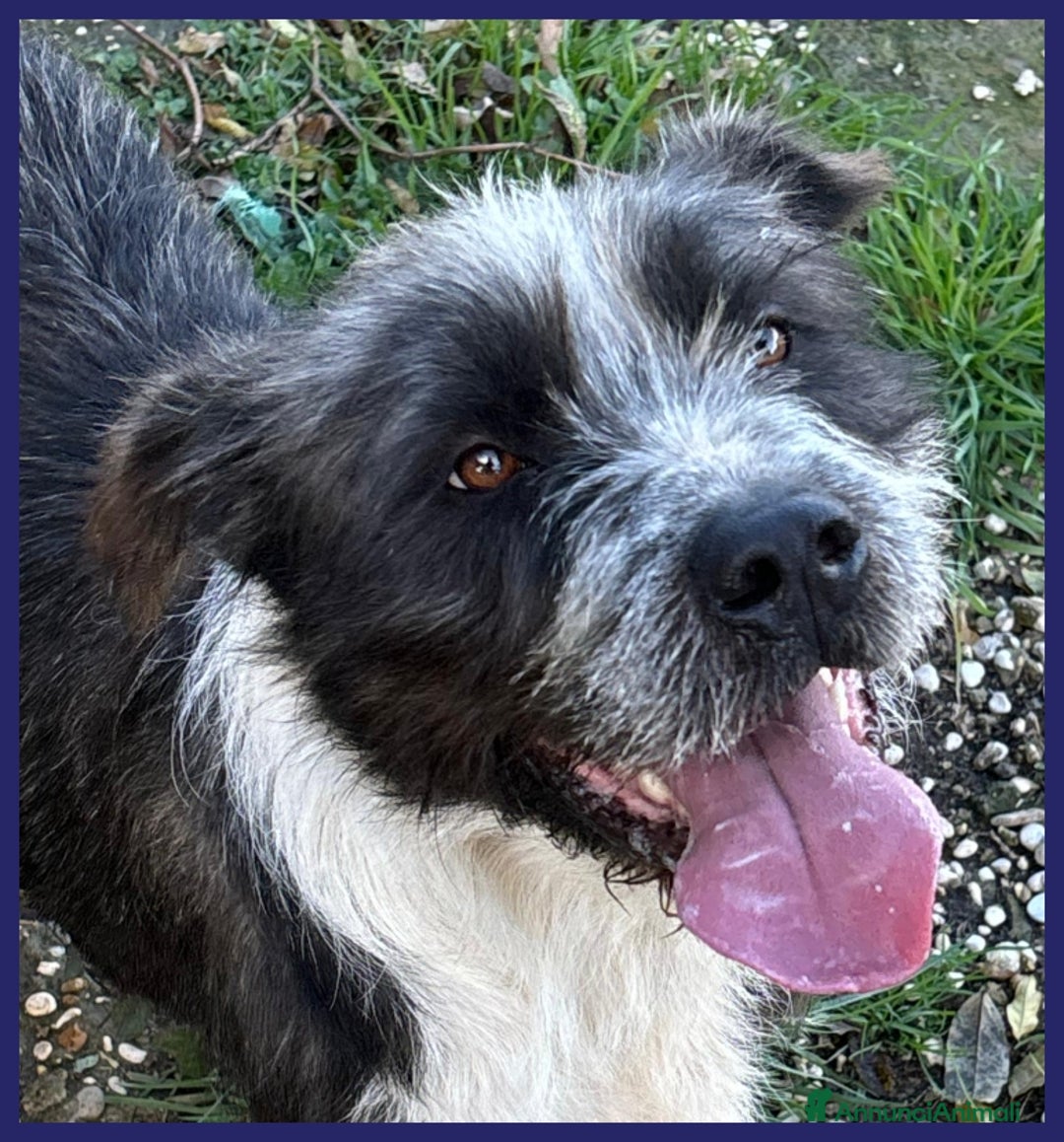 Meticcio cani in regalo: ROCCO bellissimo e pieno di vita urgente - Annuncio 3