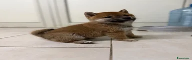 Shiba Inu 1