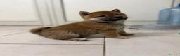 Shiba Inu cani in vendita: Shiba inu - Annuncio 2