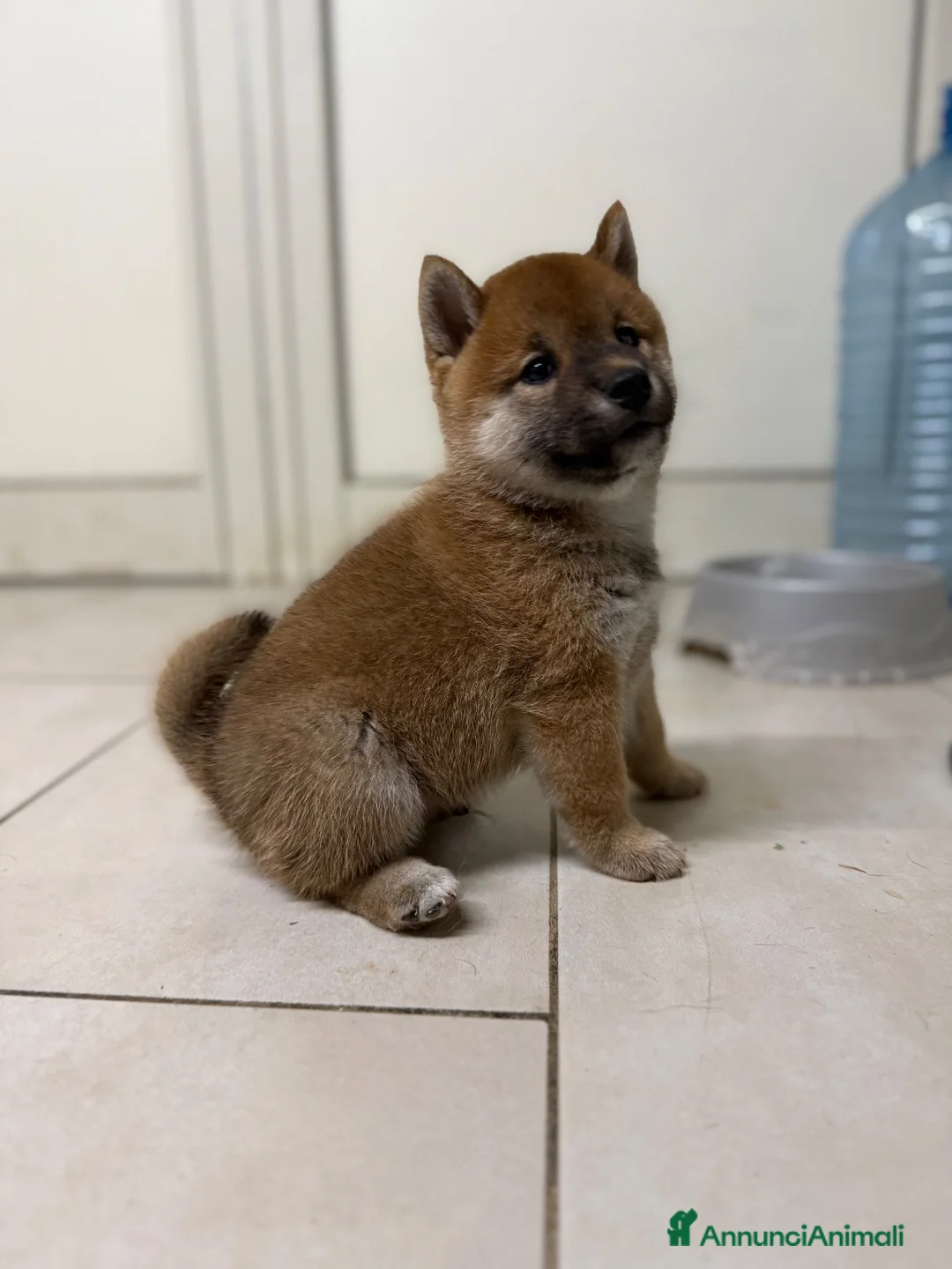 Shiba Inu cani in vendita: Shiba inu - Annuncio 2
