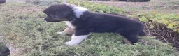 Australian Shepherd cani in vendita: Cuccioli black tricolore  - Annuncio 6