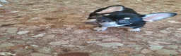 Bulldog Francese cani in vendita: I cucciolini di bulldog francese esotici - Annuncio 7