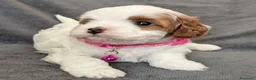Cavapoo cani in vendita: Splendidi cuccioli di Cavapoo F1B a Città metropolitana di Milano - Annuncio 16