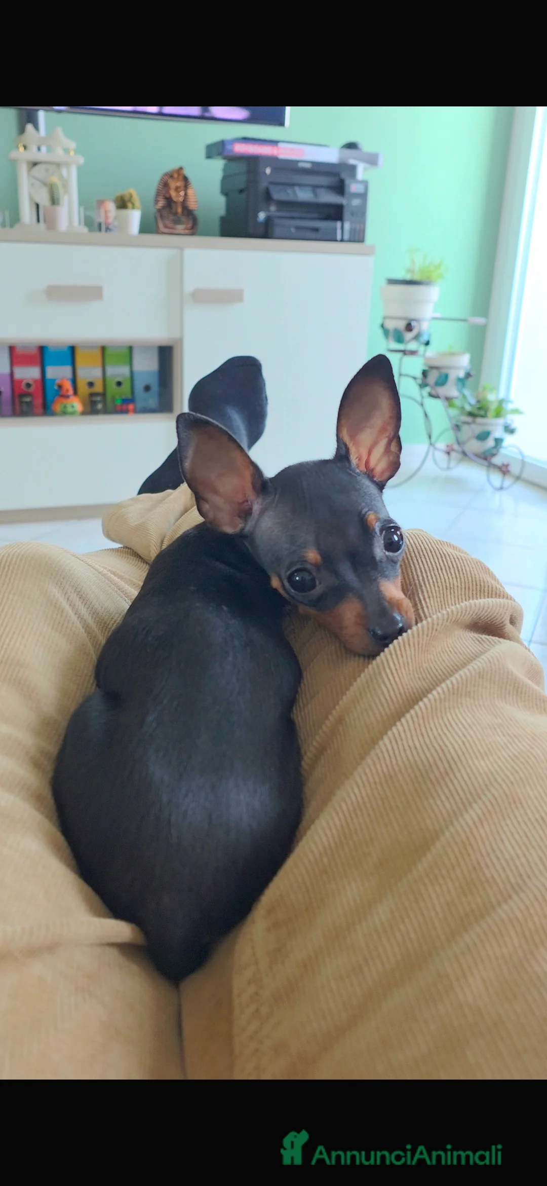 Pinscher Miniatura cani in vendita: Pinker Toy Femmina nero focato a Provincia di Como - Annuncio 1