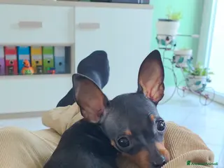 Pinscher Miniatura cani Pinker Toy Femmina nero focato a Provincia di Como - Annuncio 1