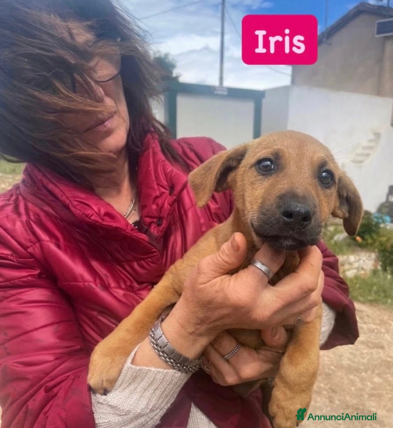 Meticcio cani Iris dolcissima cucciola taglia medio piccola - Annuncio 27