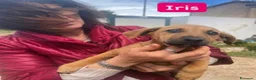 Meticcio cani in regalo: Iris dolcissima cucciola taglia medio piccola - Annuncio 1