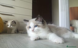 Ragdoll gatti in vendita: cucciolo rag seal bic  a Città metropolitana di Milano - Immagine 2