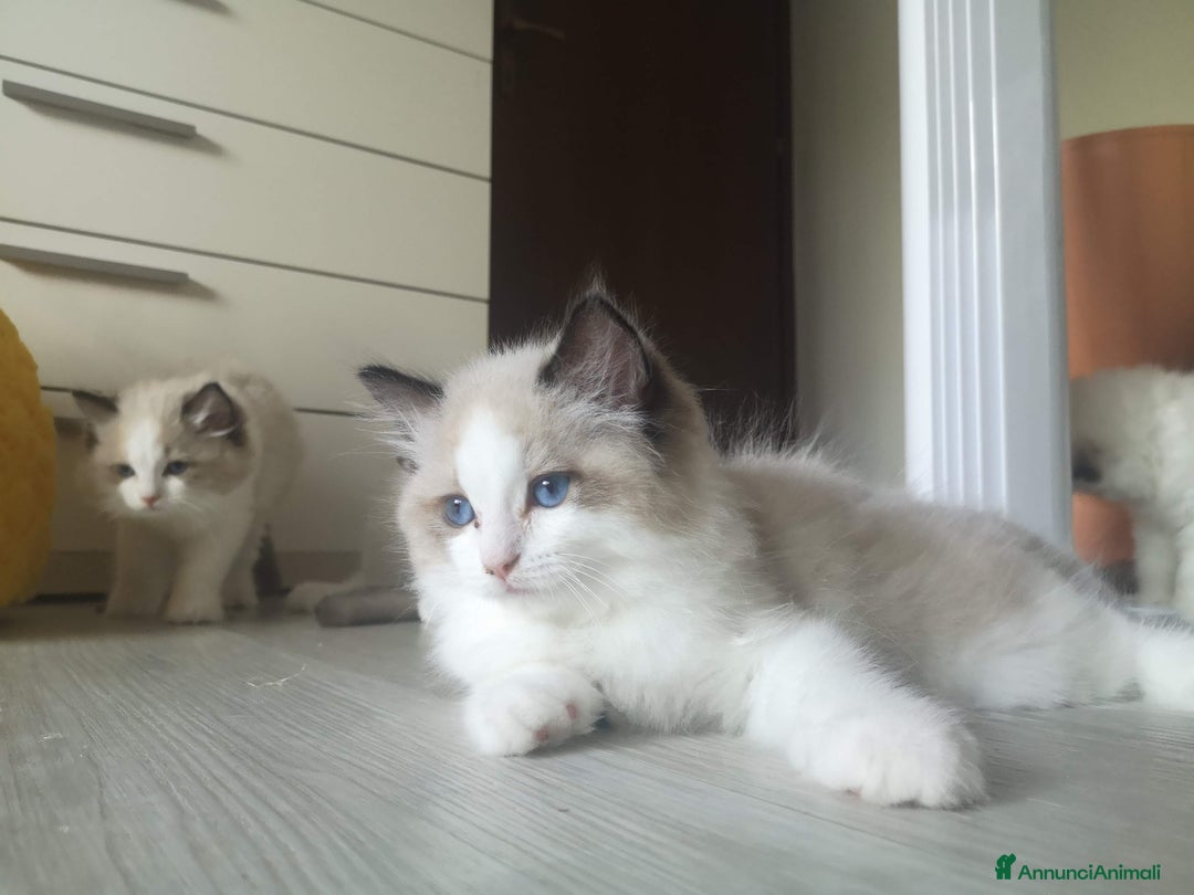 Ragdoll gatti in vendita: cucciolo rag seal bic  a Città metropolitana di Milano - Immagine 2