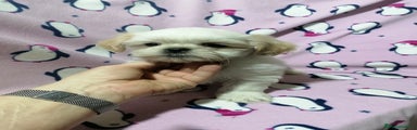Shih Tzu Cucciolo 3