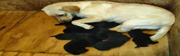 Labrador cani in vendita: Labrador Retriever_cucioli neri - Annuncio 9