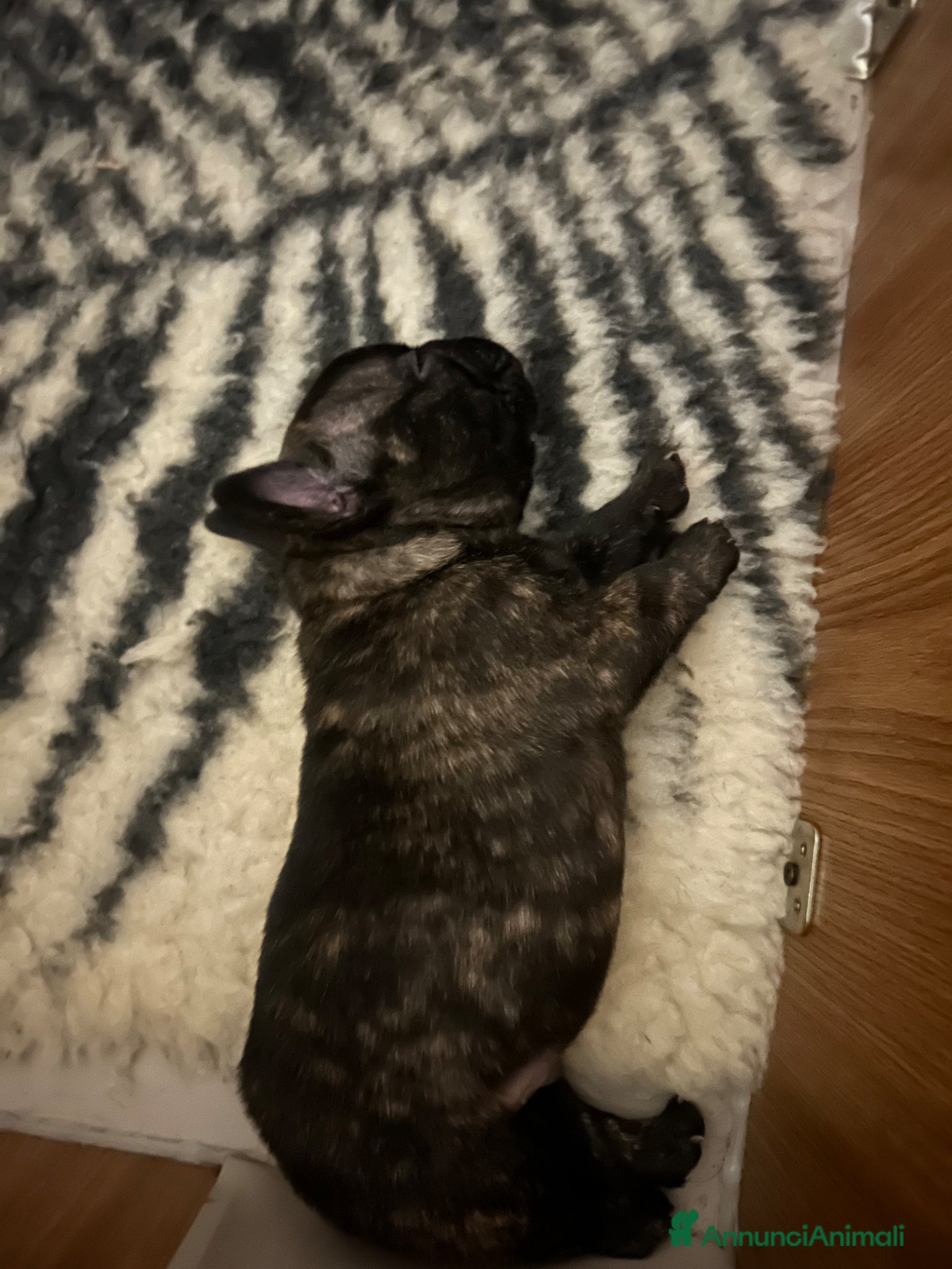 Bulldog Francese cani in vendita: Cucciolo bulldog francese  - Annuncio 12