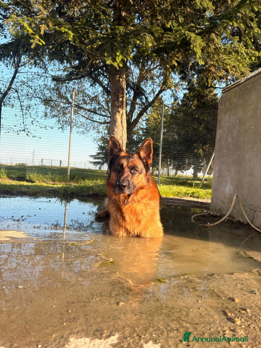 Pastore Tedesco cani in regalo: Amatissimo Buck - Annuncio 1